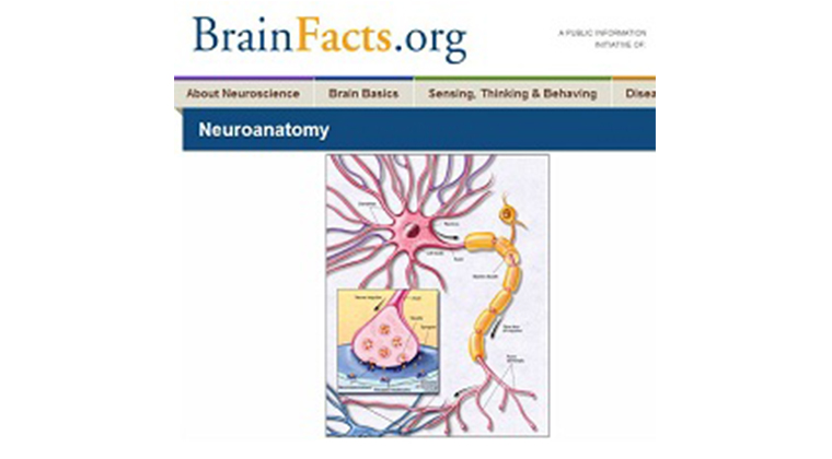 BrainFacts.org